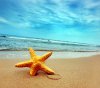 sea_star-wallpaper-10231553.jpg