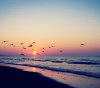 Beach_Sunset-wallpaper-8965485.jpg