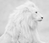 White_Lion-wallpaper-9810038.jpg