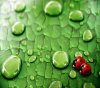 ladybug-wallpaper-10630396.jpg