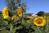 IMG_20150711_091846.jpg