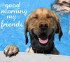 Good_Morning-wallpaper-10663304.jpg
