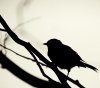 Sparrow-wallpaper-10452219.jpg