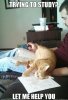 funny-cat-pictures-trying-to-study.jpg