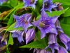 Gentiana_asclepiadea_002.JPG