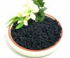 aroniabeeren001.JPG
