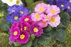 primrose-primula-sp-flowers-visionspictures.jpg