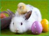 ostern-hase-kuecken_2.jpg