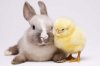ostern-525x350.jpg