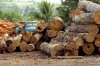 wwf-jpg--c98daee58e677432-.jpg