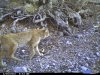 20120424_Balkan_lynx_Albania.jpg