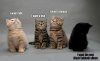 post-52444-if-cats-could-talk-meme-Imgur-kARP.jpeg