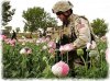 cia_drogen_anbau_bundeswehr_schutz_mohnfelder_afghanistan.jpg