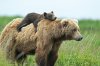 Brown_Bears_Cubs_Two_468816.jpg