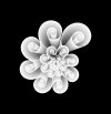 red-spiral2white.jpg