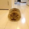 Earthquake