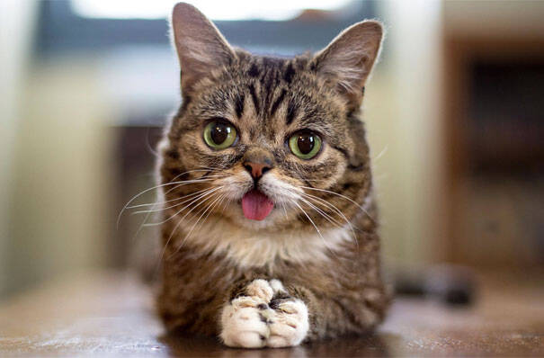 most-popular-cats-lil-bub-2.jpg