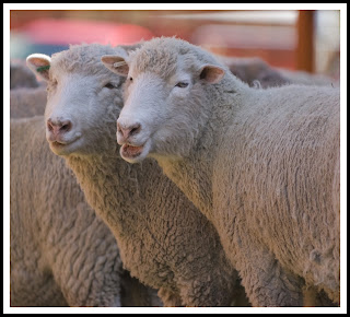 two+sheep+042609.jpg