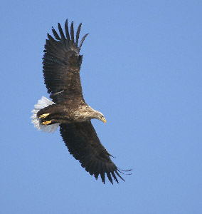 EAGWTL-1.jpg