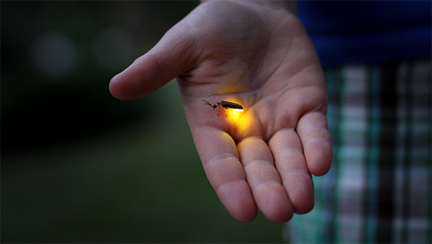 fireflies_nerdswithkids.net.png