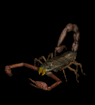 Scorpion.gif