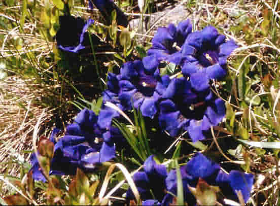 gentiana%20acaulis.jpg