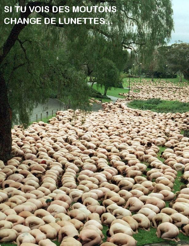 moutons1.jpg