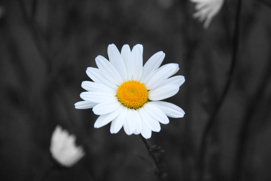 Daisy_Alone_Colour_Splash_by_bartoszwozniak.jpg