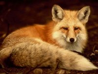 fox1.jpg