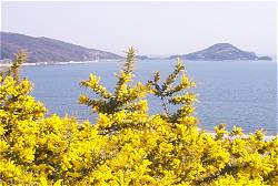 mimoza1.jpg