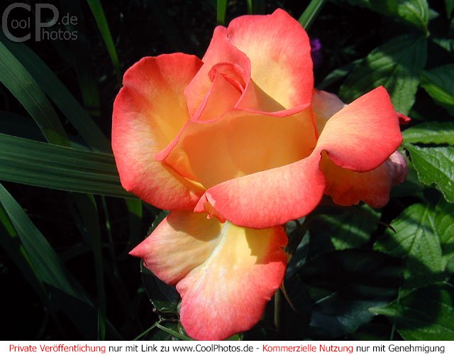 rose_20.jpg