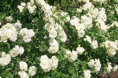 courts-whiteroses.jpg