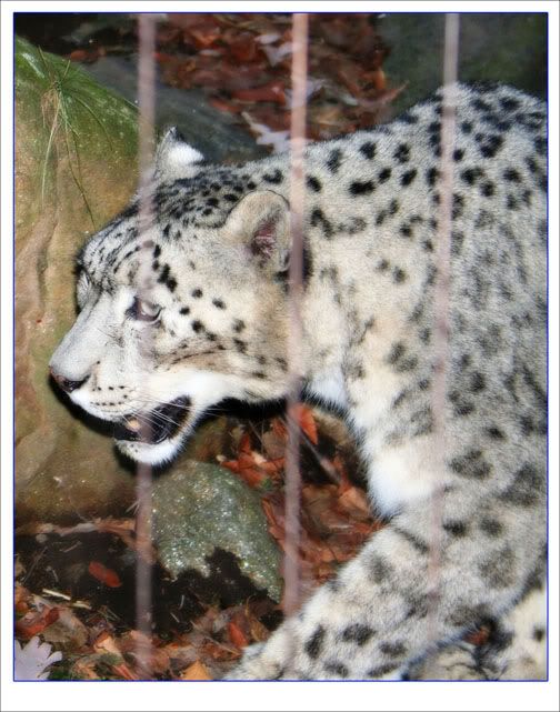 snow_leopard.jpg