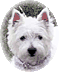 lily4.gif