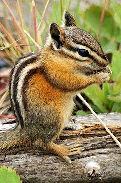 chipmunk.jpg