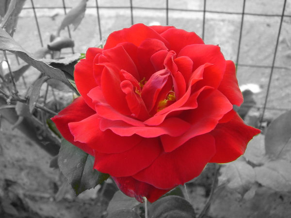 Red_Rose_Color_Splash_by_MaliceUmbra.jpg