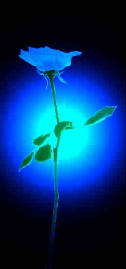 Sacred_Blu_Rose.jpg
