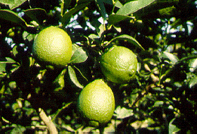 1lime_tree.gif