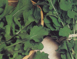 rucola%20coltivata.jpg