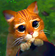 red_cat.jpg