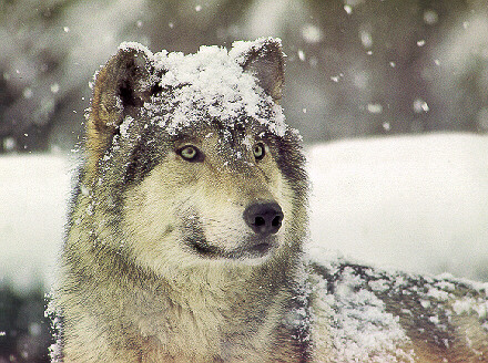 Gray%20Wolf%20Snow.jpg