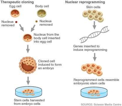 _44251016_stem_cells_416.gif