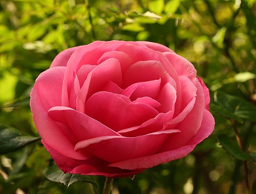 rose-5.jpg