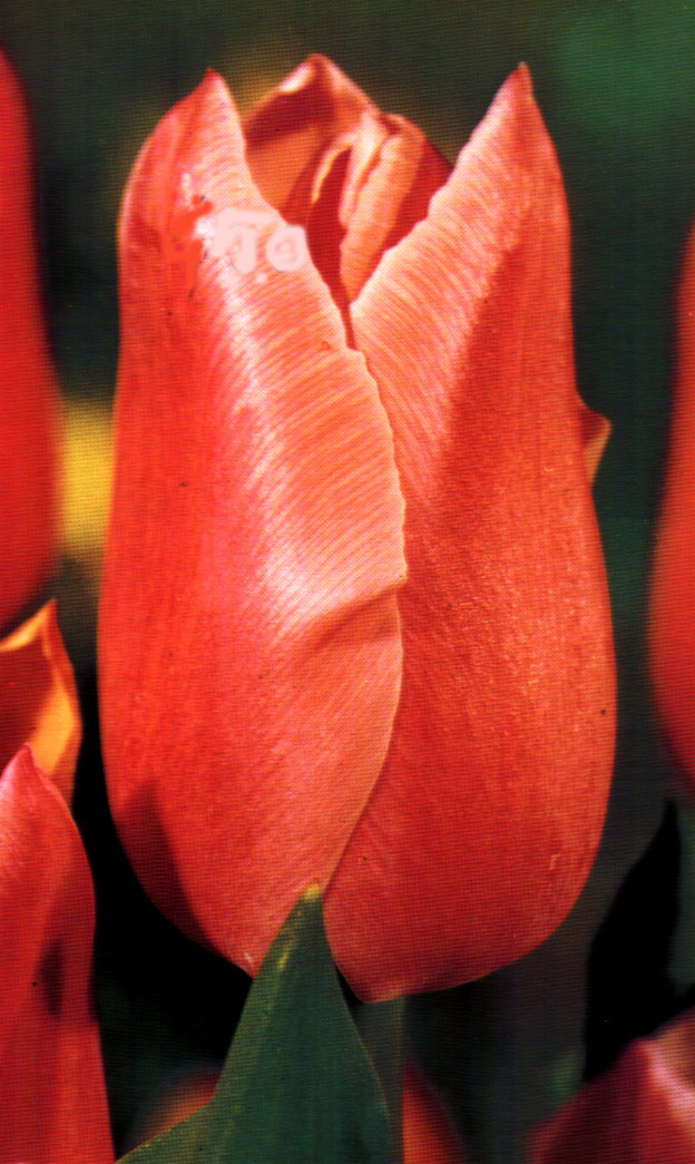 tulipano.jpg