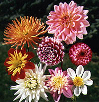 dahlias.jpg