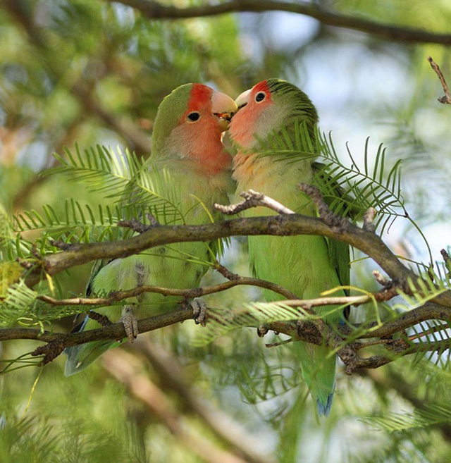 25-beautiful-love-birds-pictures-8.jpg