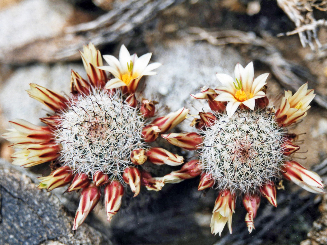 anzacactus5.jpg