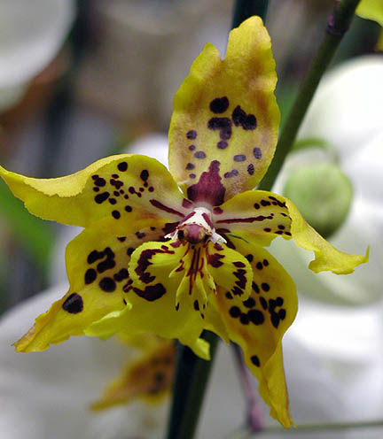 ORCHIDEA2.jpg