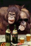 smokingsexgorilla201.gif