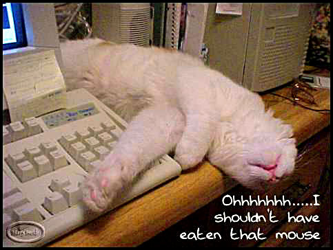 cat-mouse.jpg